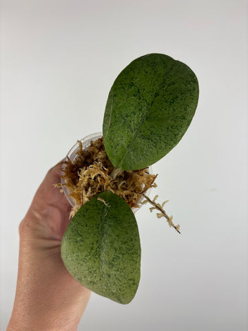 Hoya sp kapuas hulu silver 2