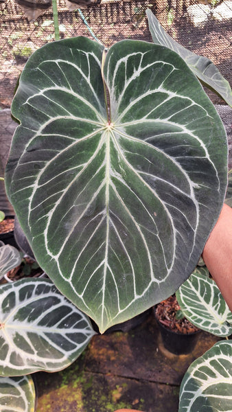 Anthurium king of spades x Fort Sherman seedlings - unacclimated