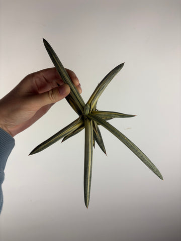 Sansevieria “blue clone” variegated from Indonesia