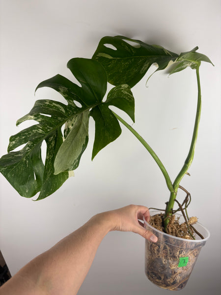 Monstera albo 7
