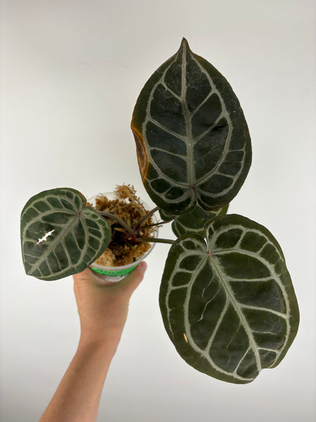 Anthurium black crystallinum 1