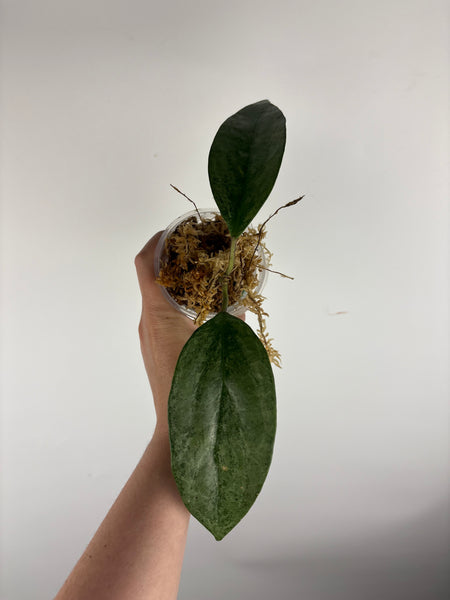 Hoya Latifolia 'rimba perak' B2