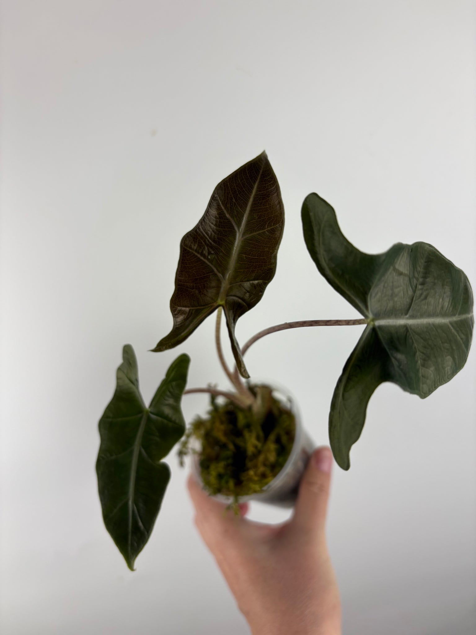Alocasia Layla 3
