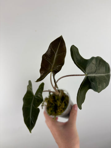 Alocasia Layla 3