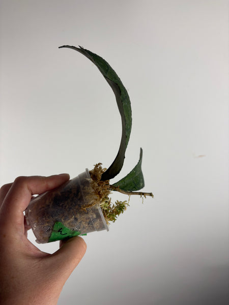 hoya clemensiorum waterfall C