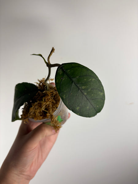 hoya Sp aceh omelet B