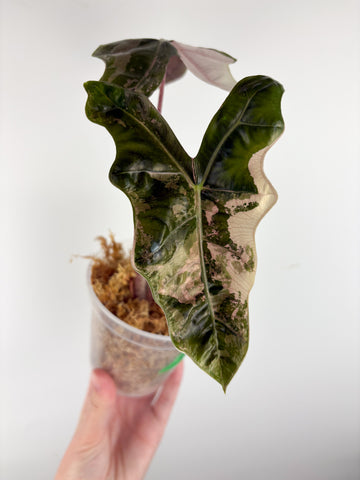 Alocasia pseudo sanderiana pink variegated D