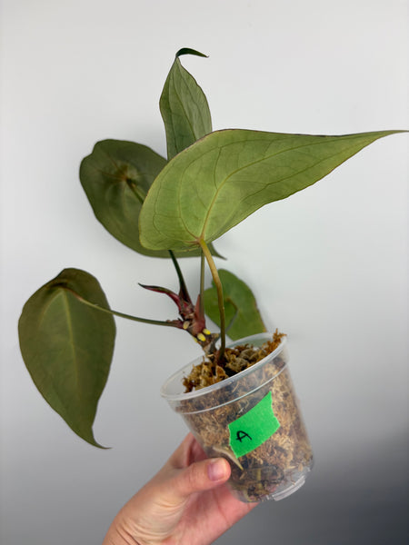 Anthurium Red spider A