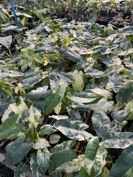 Philodendron burle marx snow white