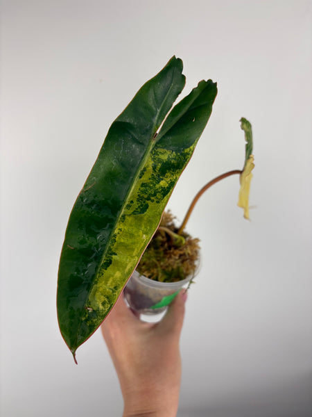 Philodendron billietiae variegated A