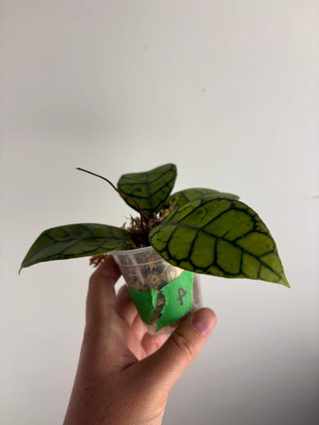 hoya callistophylla turtle A