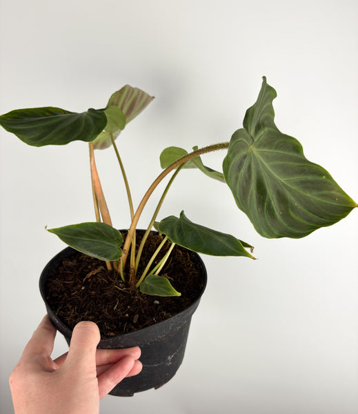 Philodendron Verrucosum Insensi (Equador) 6 inch