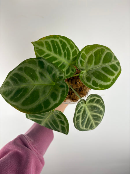 Anthurium red tiger 7