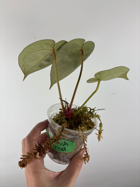 Anthurium silver blush x red crystal 5
