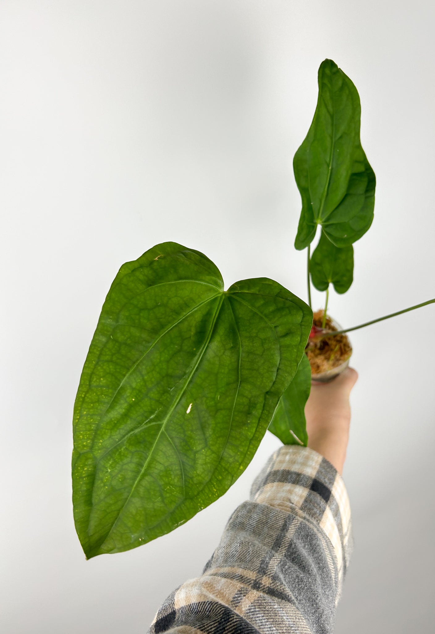 Anthurium magnificum x red vein dark phoenix A (Thailand)