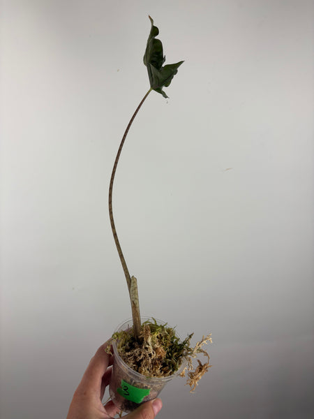 Alocasia Layla 3