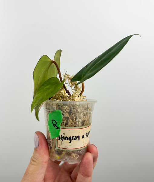 Anthurium stingray x papi red stem B2