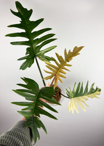 Philodendron florida beauty x tortum variegated