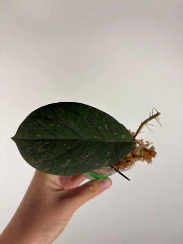 Hoya Meredithii bengkulu splash 6