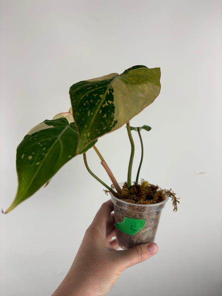 Philodendron gloriosum variegated small plant C
