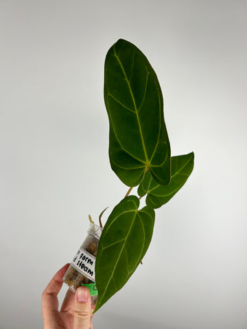 Anthurium crystallinum Dark form x papillilaminum red stem B