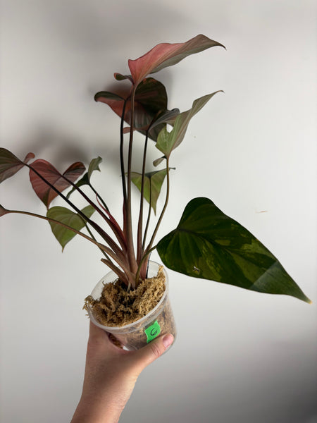 Homalomena pink diamond (Thailand) E