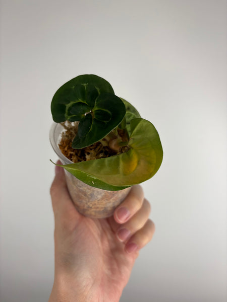 Anthurium crystallinum twister