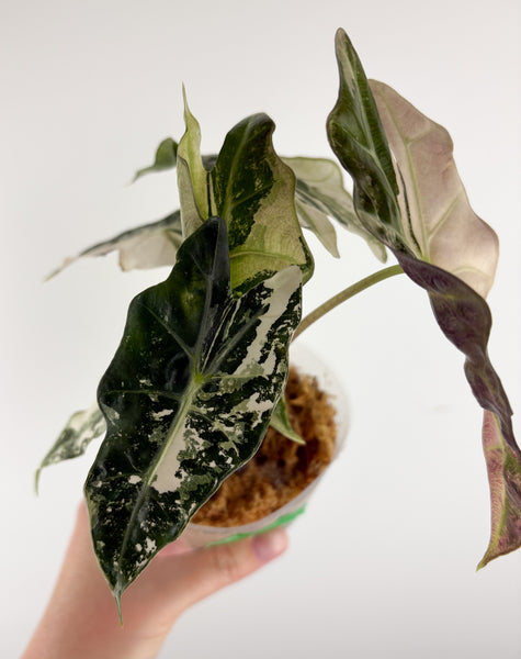 Alocasia amazonica polly variegated D