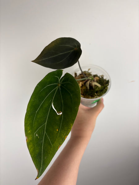 Anthurium red spider A