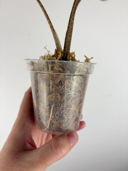 Alocasia stingray albo variegated