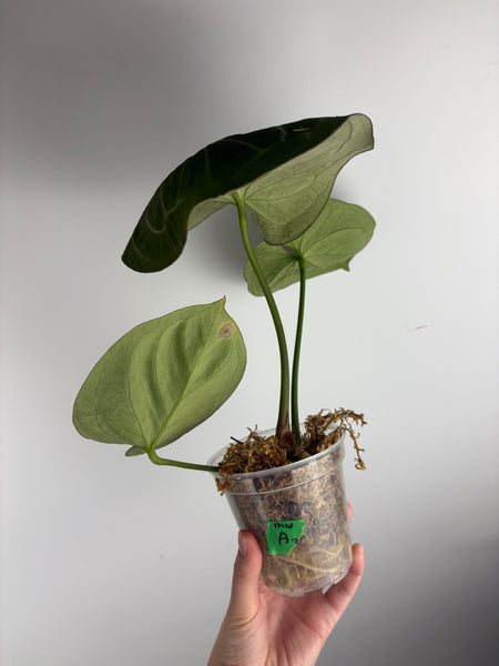 Anthurium king of spades A2 medium+