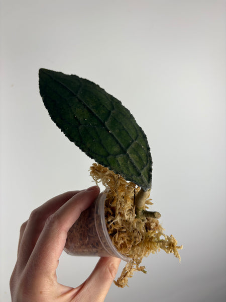 hoya clemensorium aceh splash A