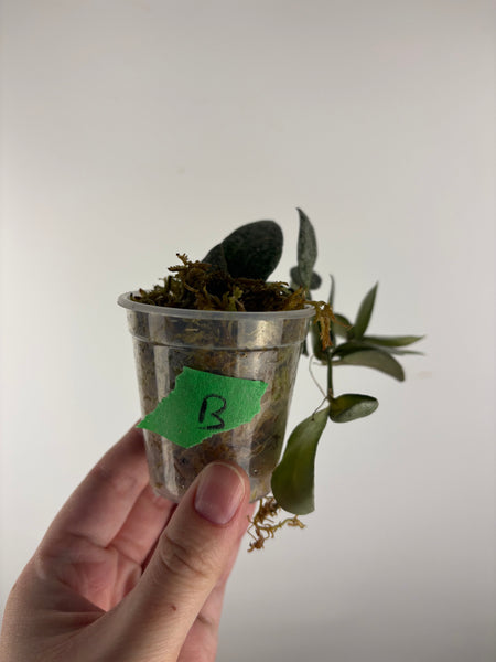 Hoya Lacunosa gayung B