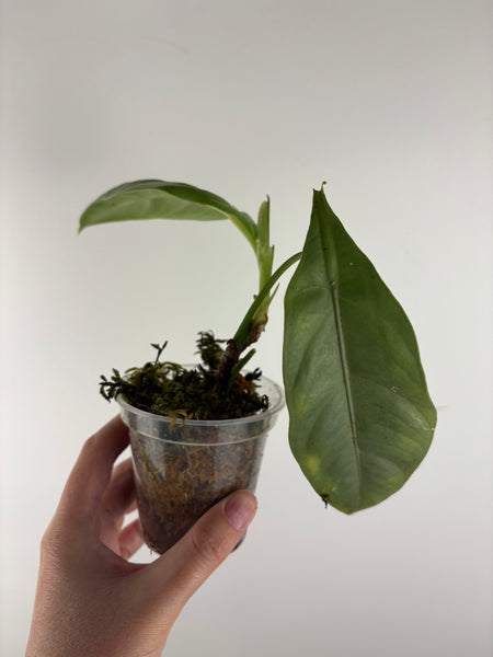 Alocasia beccarii silver