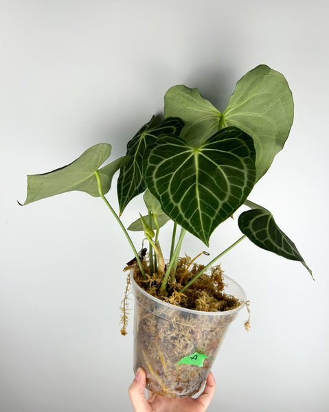 Anthurium King clarinervium hybrid A