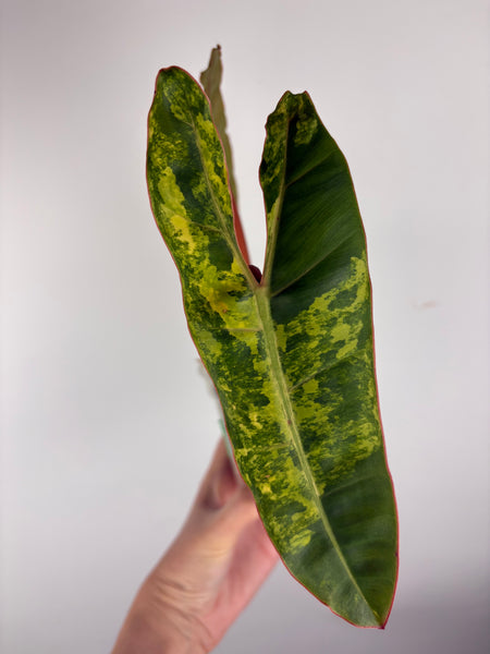 Philodendron billietiae variegated F