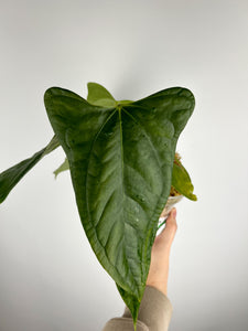 Anthurium subsignatum x papillilaminum B