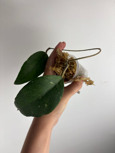 hoya Sp aceh gayo lues B