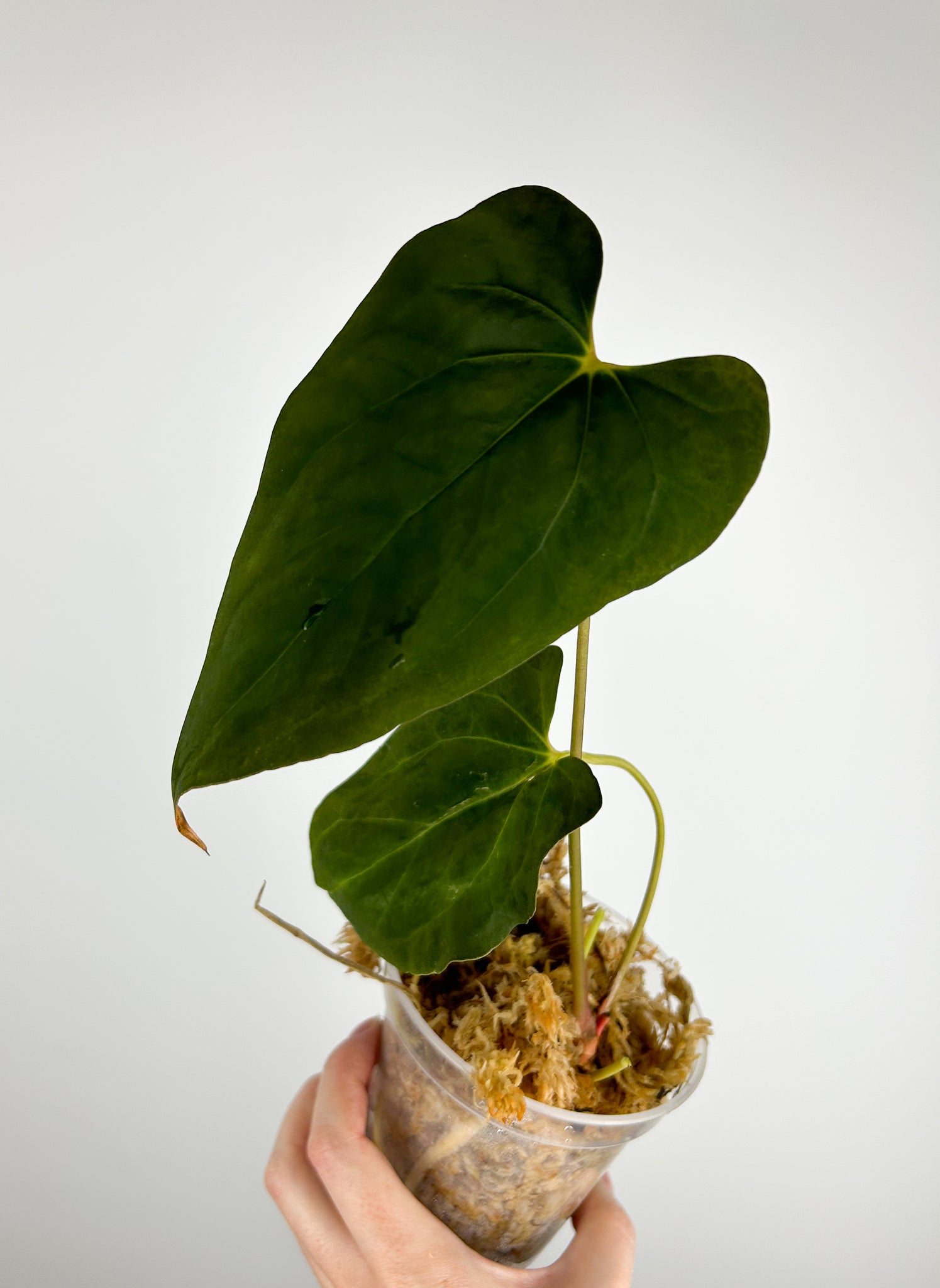 Anthurium fort sherman x dark phoenix A