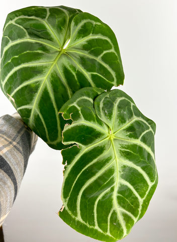 Anthurium dorayki silver large plant B