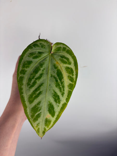 Anthurium silver king x silver tiger as is