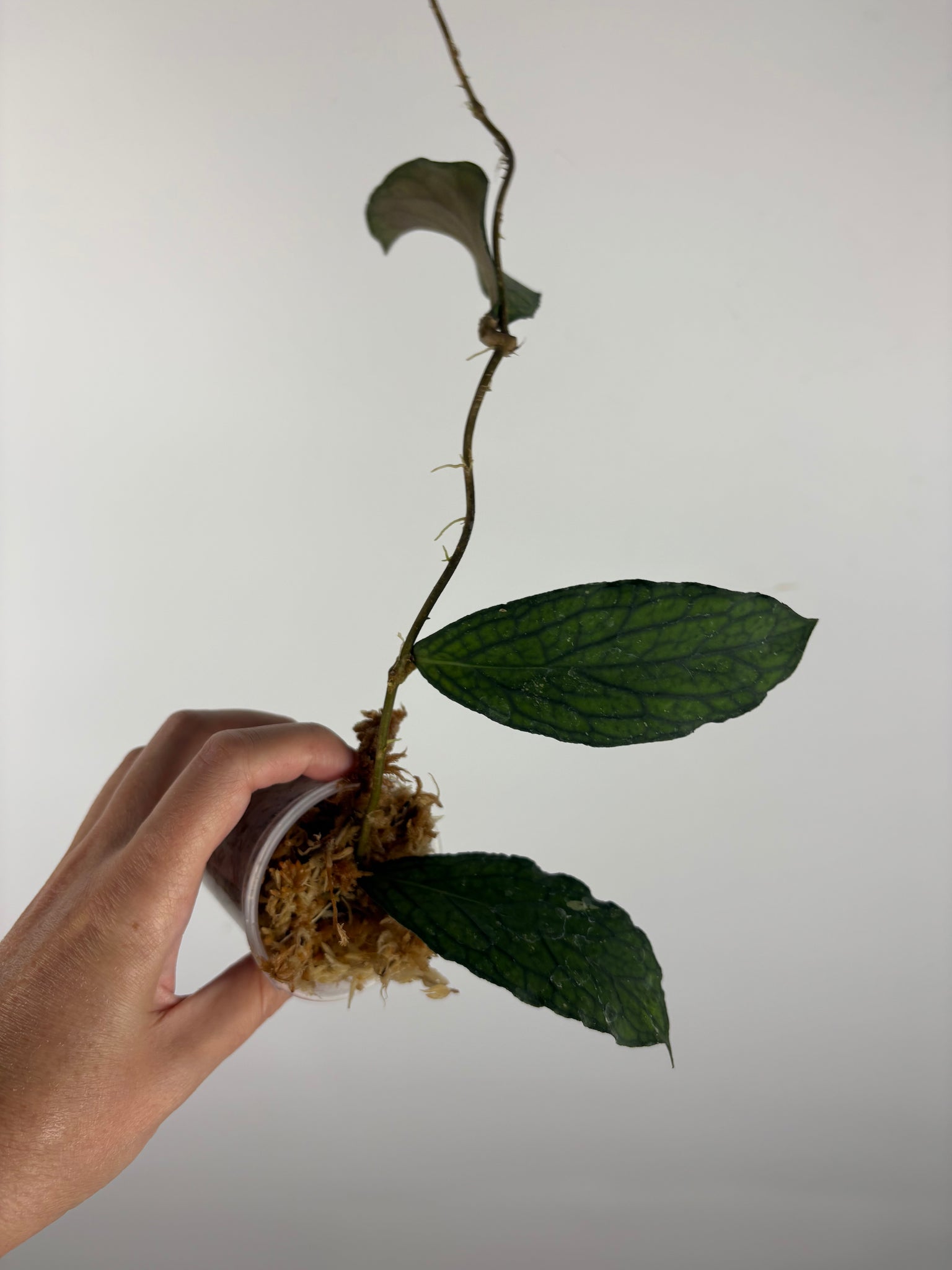 Hoya Tanggamus limau kapas 1