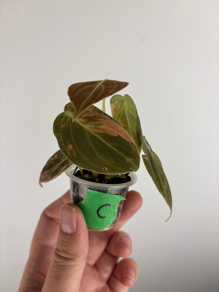 philodendron melanochrysum orange variegated C