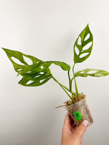 Monstera adansonii indo mint/marble F