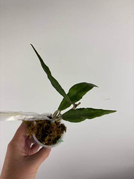 Hoya Sp aceh z3 A