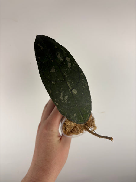 hoya clemensorium aceh splash B