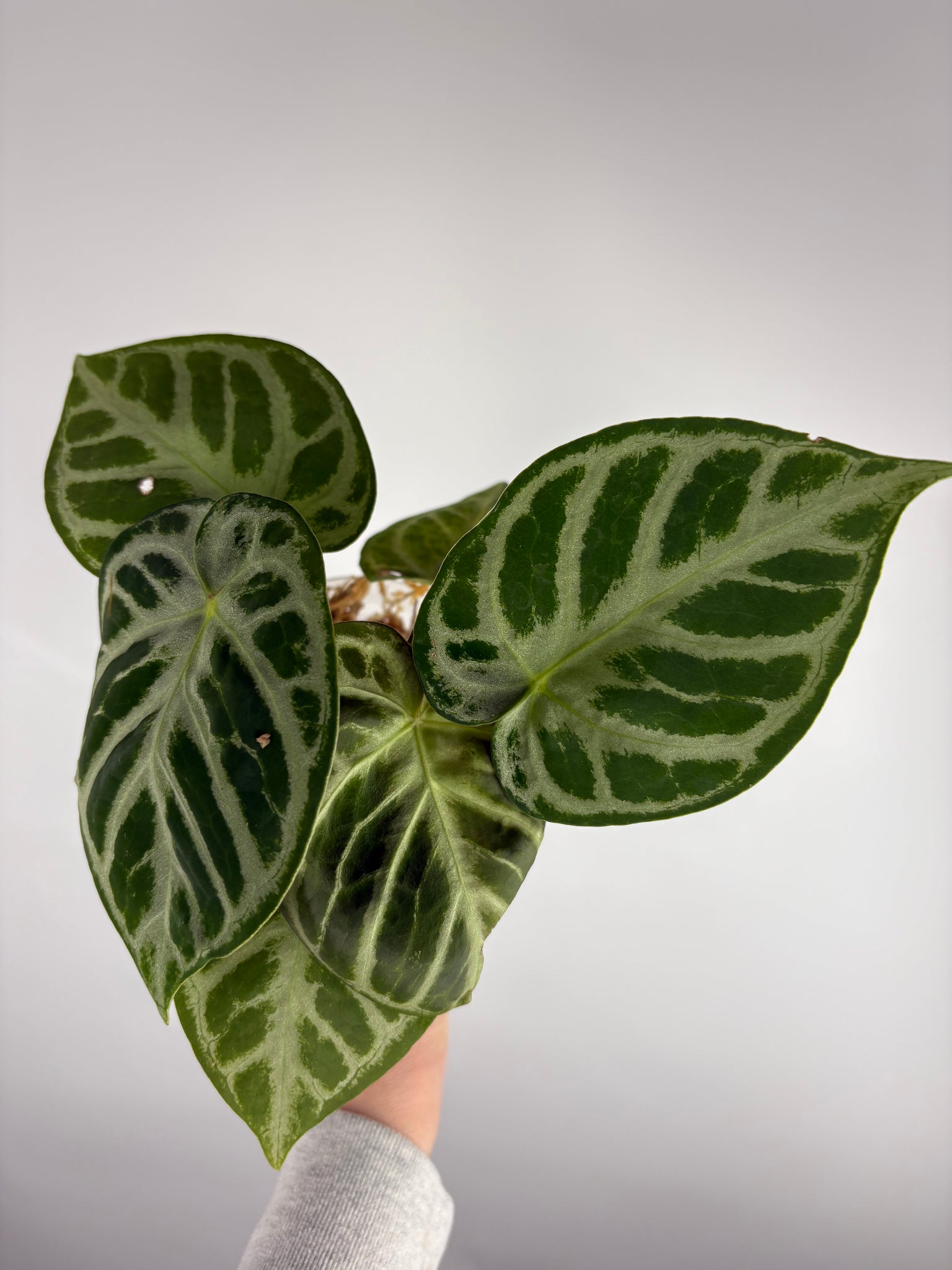 Anthurium Silver blush mutation D