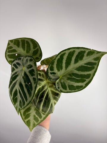 Anthurium Silver blush mutation D