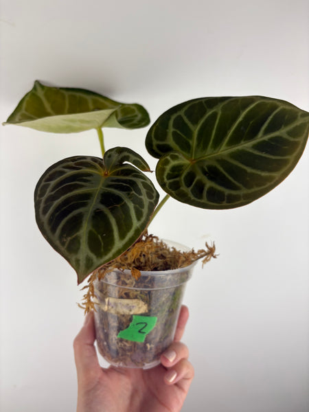 Anthurium red tiger 2 as is