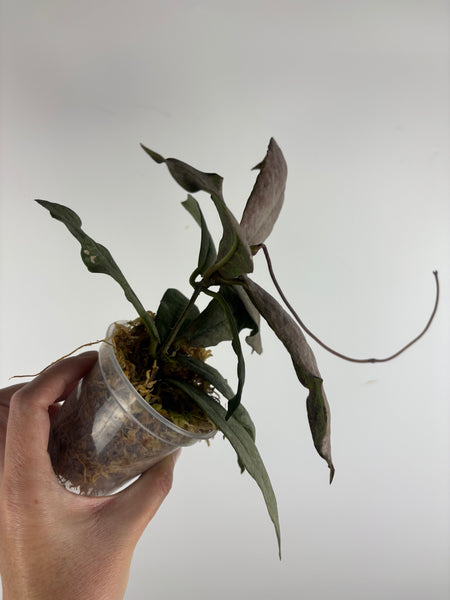 Hoya mitrata silver borneo